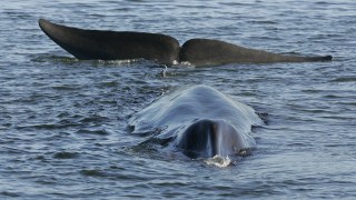 Iceland’s last remaining whaling firm will be allowed to kill 99 fin whales during this hunting season
