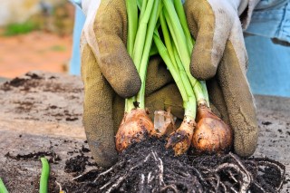 Old clumps always contain a real mixture of bulb types