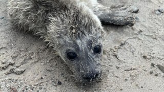 The pup was taken from a beach in Tiree to a wildlife centre in Fife