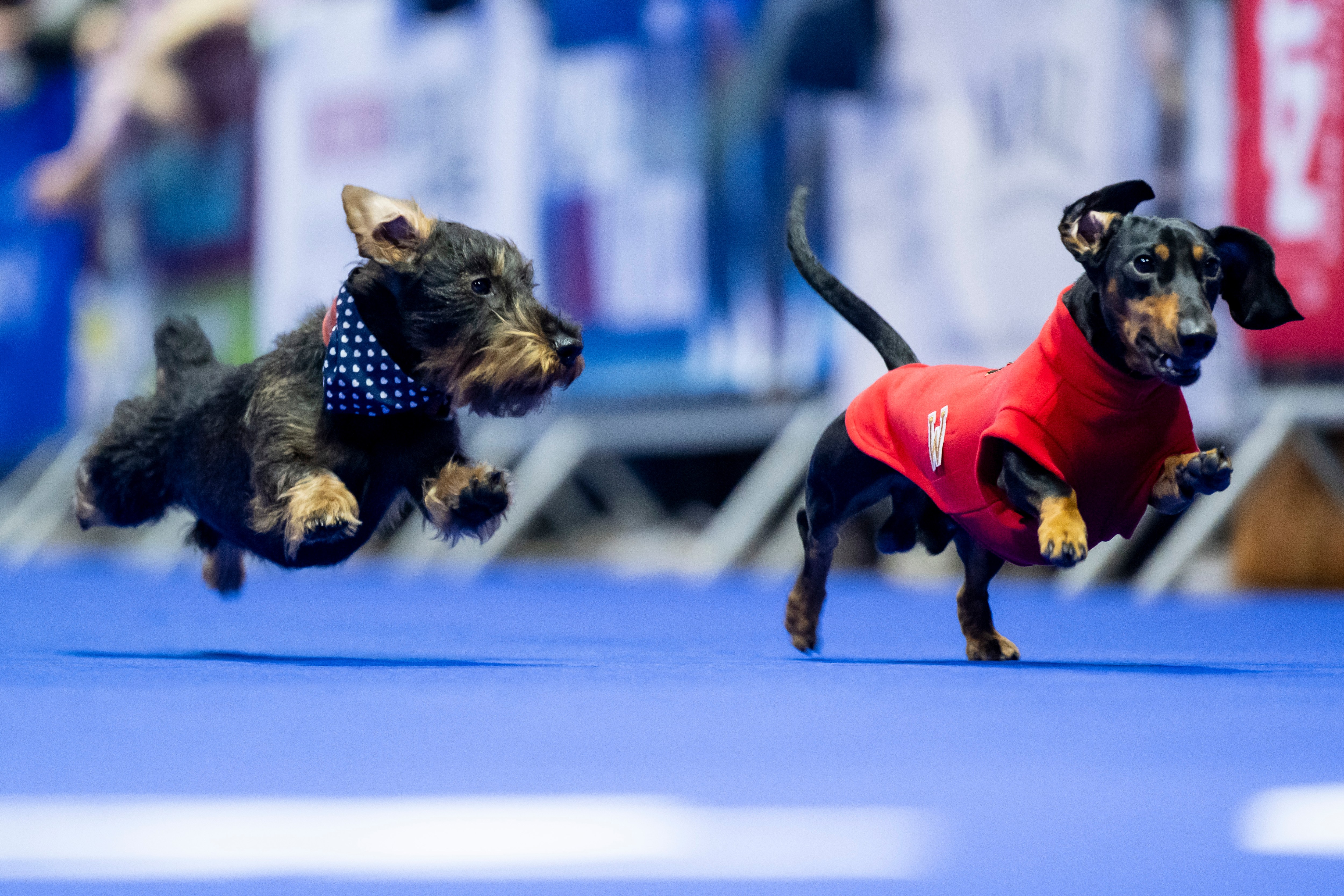 Two dachshunds take part in the second edition of the Dachshund Race at the DogWorld Lifestyle Festival in Munich. Owners across Germany are concerned about the possible introduction of legislation that could lead to the end of breeding and exhibiting of dachshunds