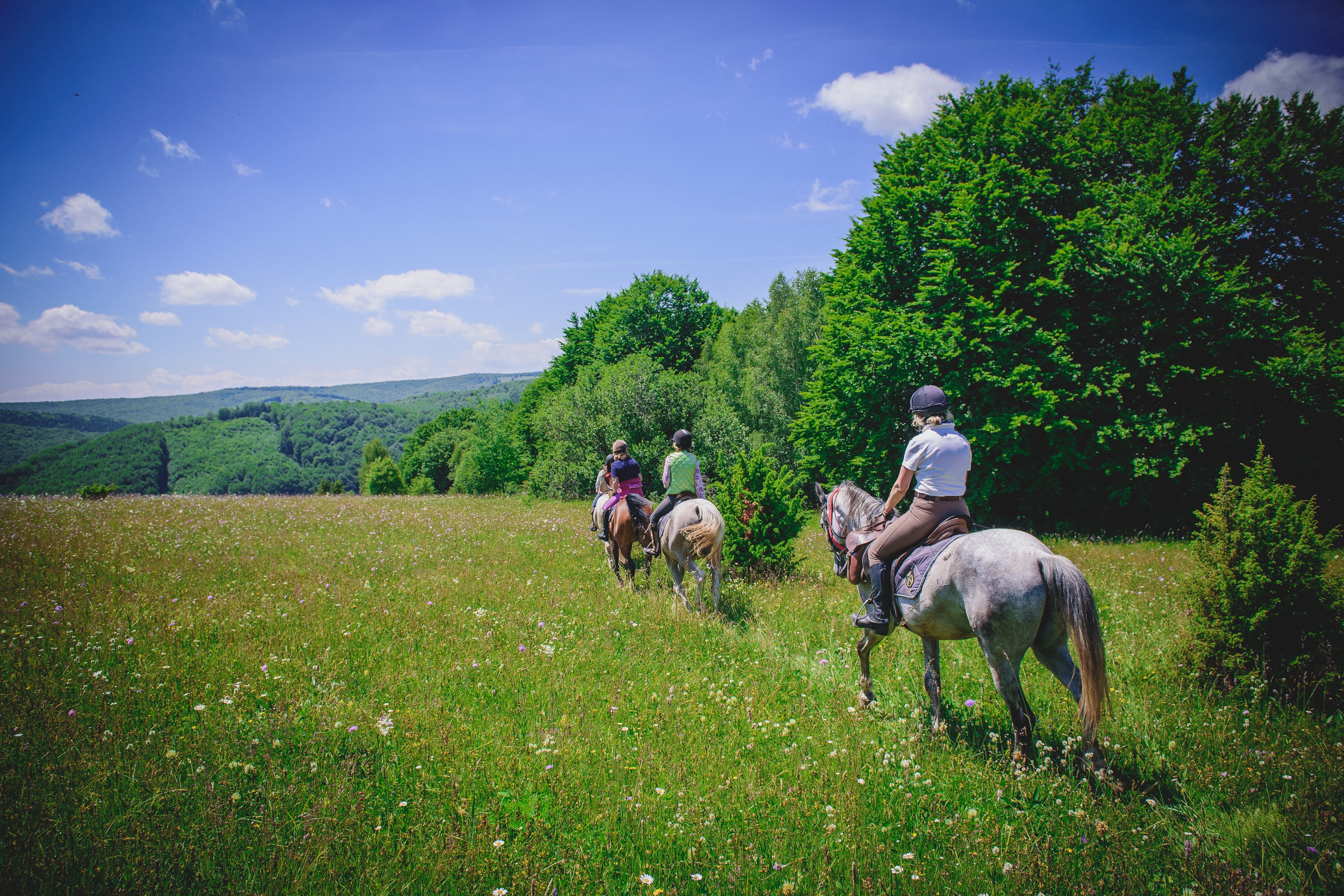 A wildflower meadow in Transylvania