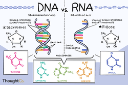 DNA vs. RNA