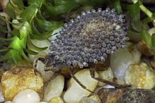 Giant water bug with eggs on its back.