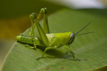 Grasshopper on leaf.