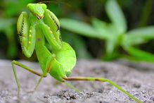 Praying mantis