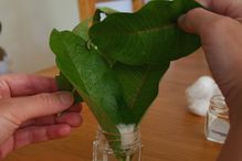 Leaf preparation for caterpillar habitat