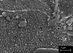 Electron Micrograph of Etched Wootz Steel Sample