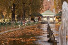 A view of Chinar trees in a Mughal garden, as their leaves begin to change colour during autumn on November 13, 2011