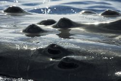 Close-up of Humpback Whale Tubercles