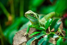 Chinese water dragon