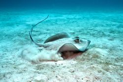 Southern Stingray taking off from the sand
