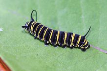 Monarch caterpillar.