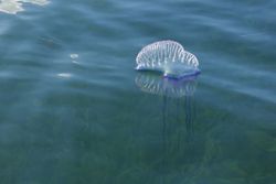 Atlantic Portuguese Man-of-War