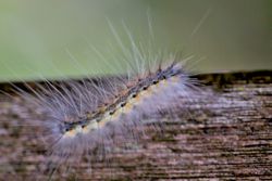 Fall webworm caterpillar