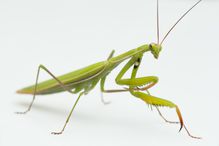 Praying mantis.