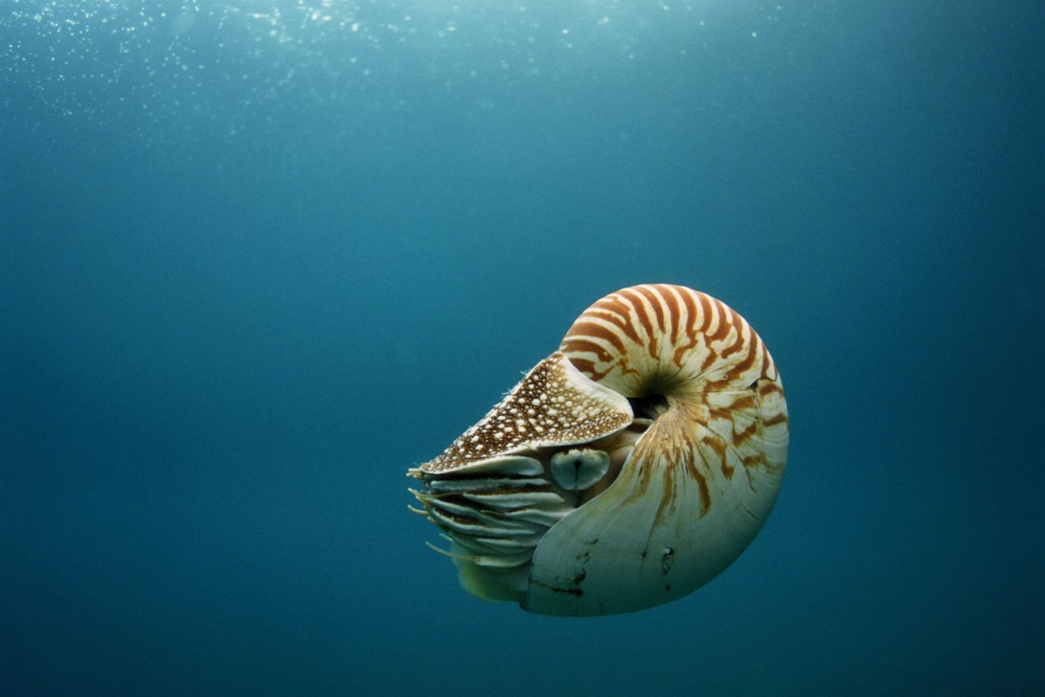 Chambered Nautilus in hazy water.