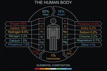 human body composition
