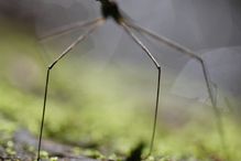 Water scorpion (family Nepidae), climbs out of a forest river, Belize