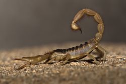 Close up view of a scorpion sitting on the dirt in profile.