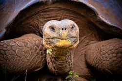 Galapagos giant tortoise - Geochelone elephantopus
