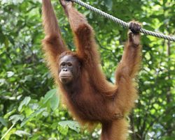 An orangutan hangs onto a rope at the Semenggoh Wildlife Rehabilitation Center in Kuching, Borneo