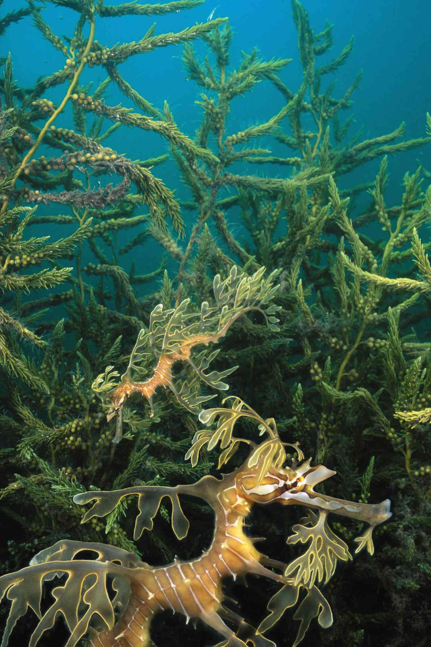 Leafy Sea Dragons camouflaged