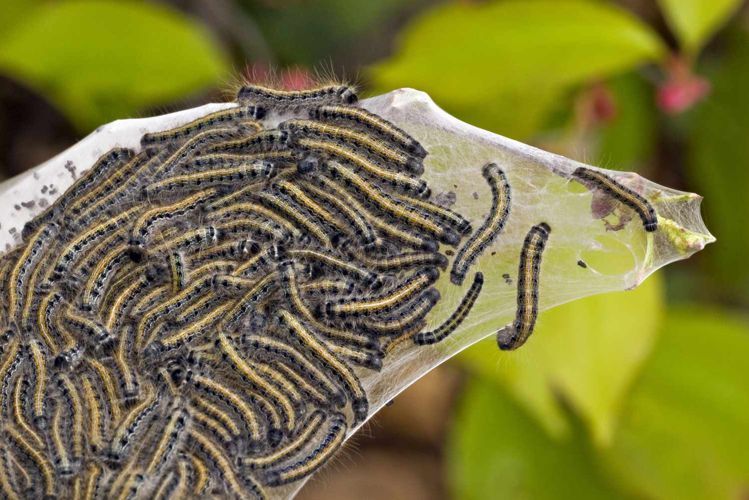 Mass of tent caterpillars.