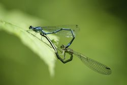 When dragonflies or damselflies mate, they perform all kinds of acrobatics.