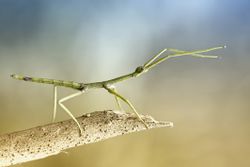 Stick insect.
