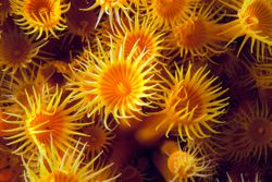 A group of golden orange and yellow anemones
