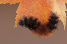 A banded woollybear caterpillar under a leaf