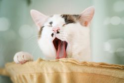 Yawning cat