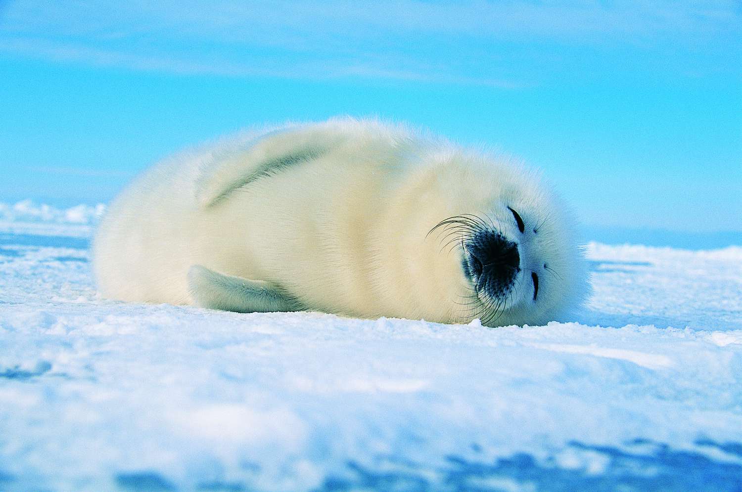 Harp seal