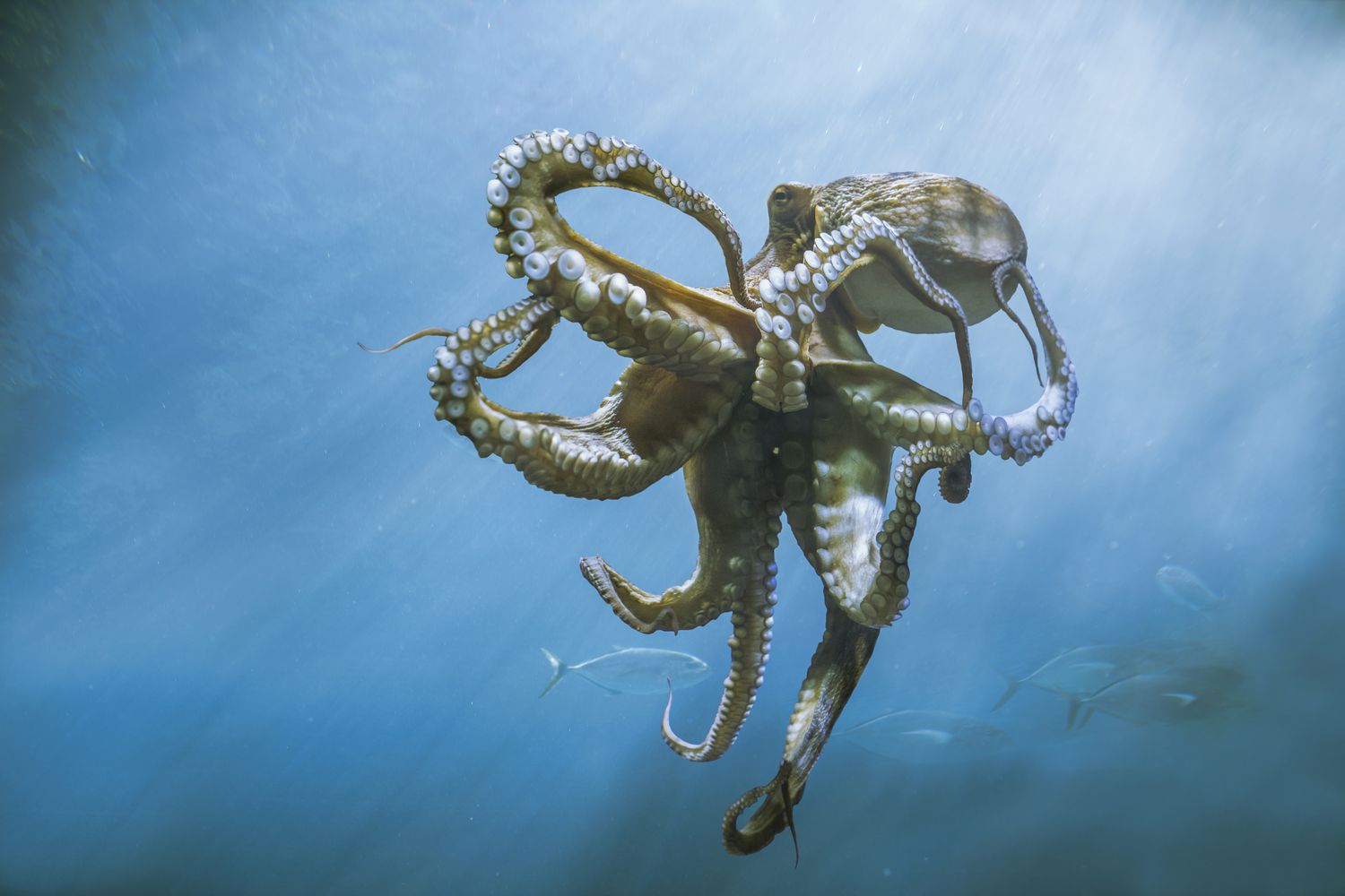 An octopus in an aquarium may break a light if it&#39;s too annoying.