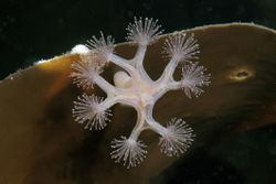 Stalked Jellyfish (Lucernaria quadricornis), White Sea, Karelia, Russia