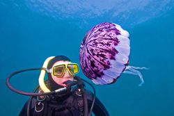 Diver and Purple-Striped Jellyfish