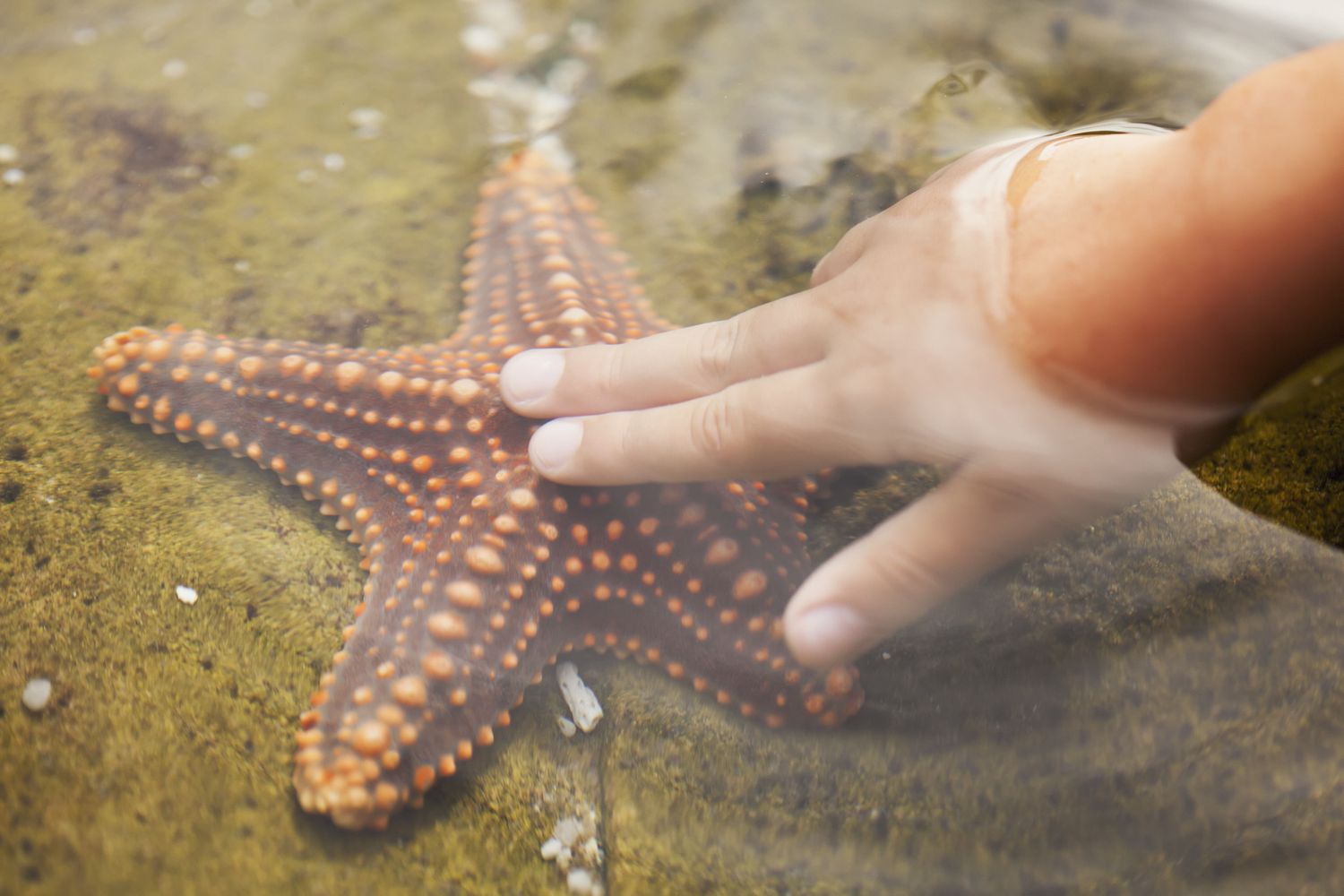 A Child&#39;s Hand Touching A Starfish