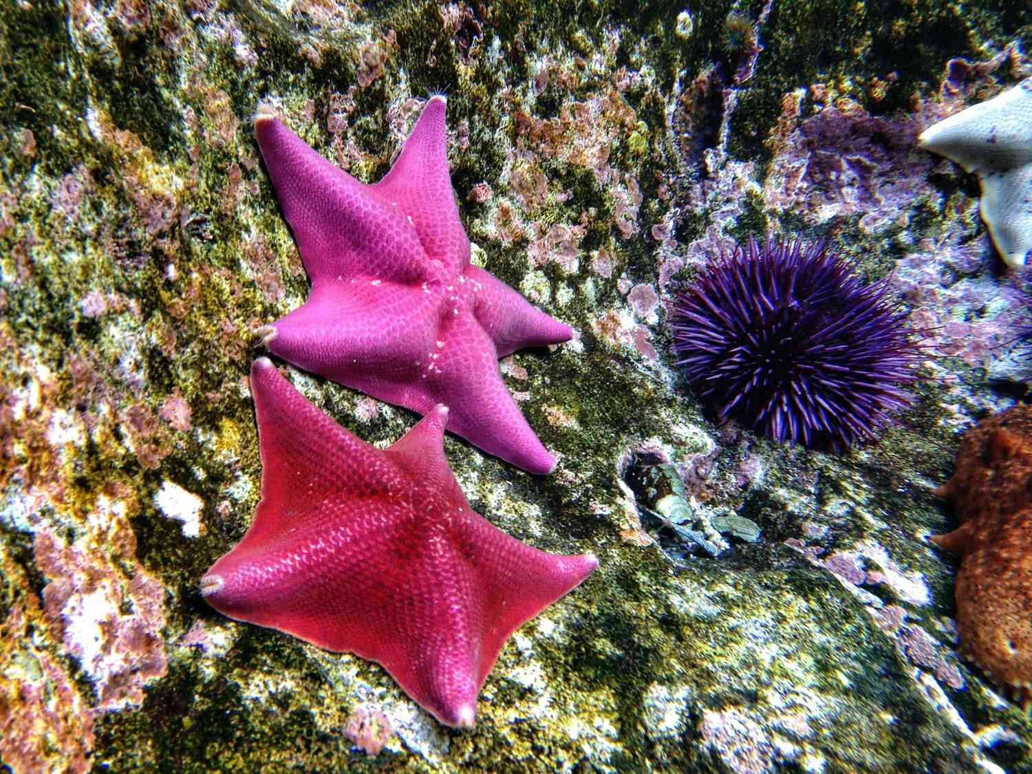 Echinoderms: Starfish and purple sea urchin