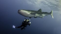 scuba diver swimming under a whale shark
