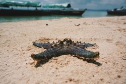 Close-Up Of Starfish On Sand At Beach