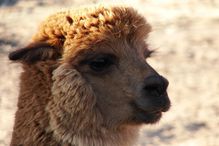 Alpaca