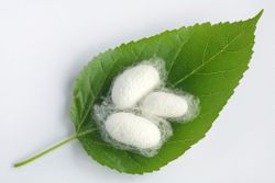 Silkworm cocoons on mulberry leaf