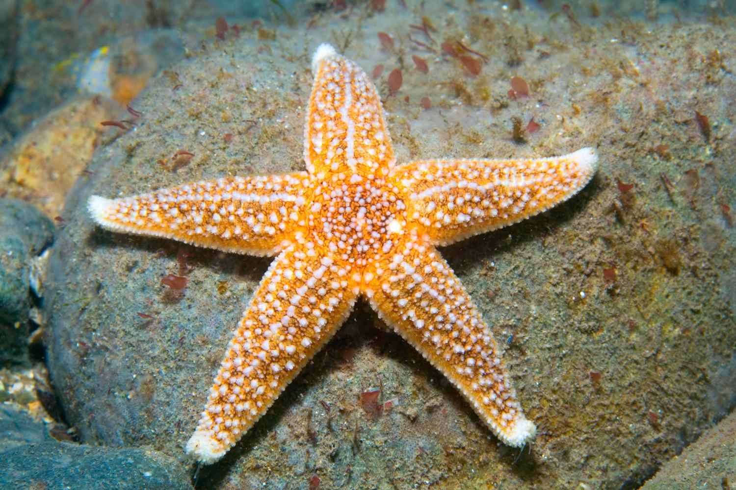 Starfish on a rock