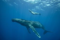 Humpback Whale, an Example of a Viviparous Marine Animal