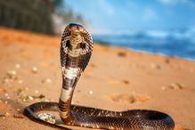 King cobra on beach