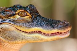 This alligator is among about 23 species of crocodilians alive today.