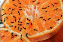 Ants on an orange