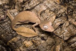 Close-up photo of satanic leaf-tailed gecko.