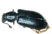 Blacklegged ham beetle.