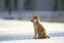 A Japanese shiba inu breed of dog sits calmly